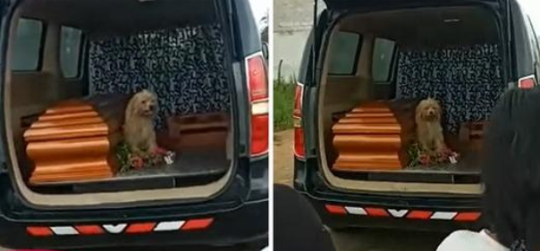 Hund weigerte sich bis zum Schluss, Besitzerin zu verlassen und saß am Sarg